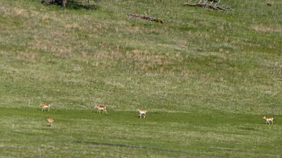 Pronghorn Antelope in Custer State Park