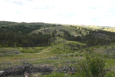 Driving through the Black Hills in Custer State Park