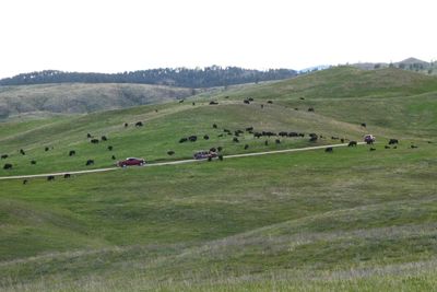 Large Bison herd in Custer State Park