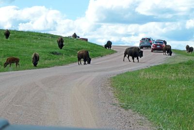 Waiting for Bison to clear the road