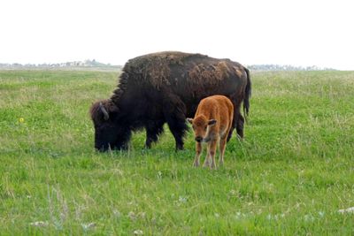 There were a lot of new calves in the bison herds in Custer State Park