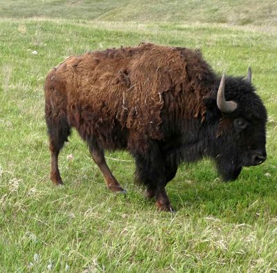 Bison just starting to lose her winter coat