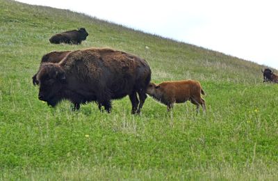 Dinnertime in Custer State Park