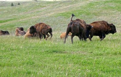 May be a territorial dispute in Custer State Park