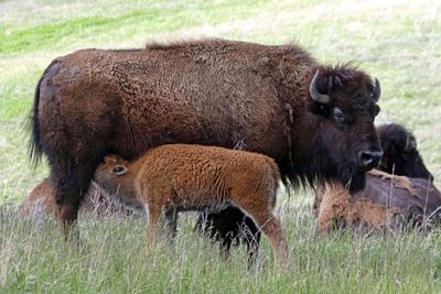Calf nursing in Custer State Park