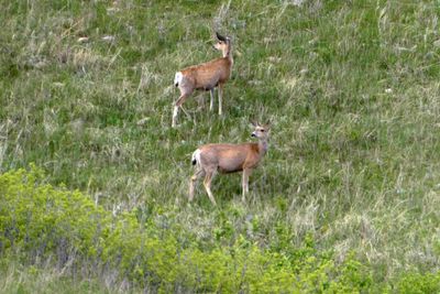 Whitetail deer in Custer State Park
