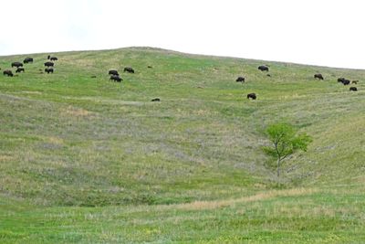 Custer State Park is home to around 1,400 bison