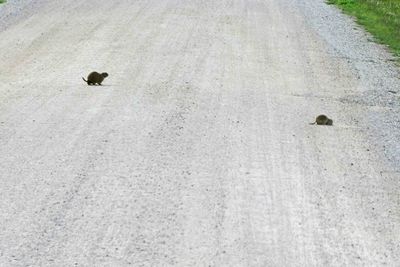 Prairie dogs crossing the road