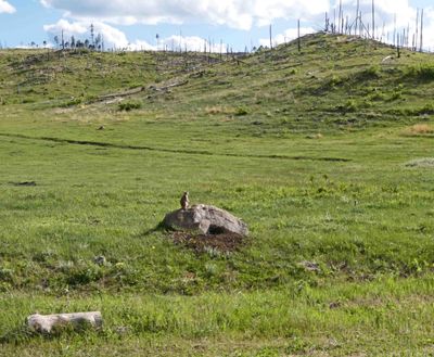 Prairie dog posing on a rock in Custer State Park
