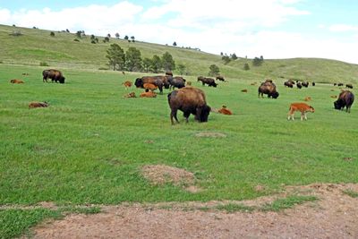A Bison herd with a large number of calves in Custer State Park