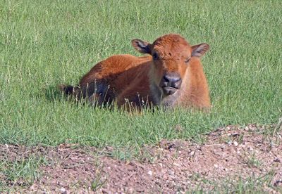 Bison calves are nicknamed 'Red Dog' because of their orange-red color