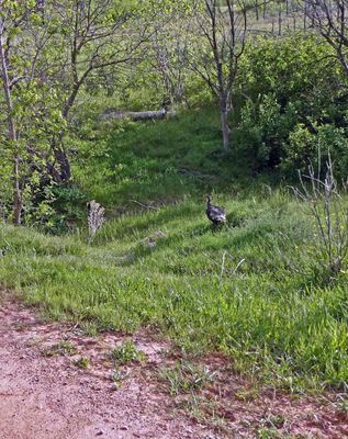 Wild Turkey in Custer State Park