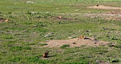 There are a lot of prairie dog towns in Custer State Park