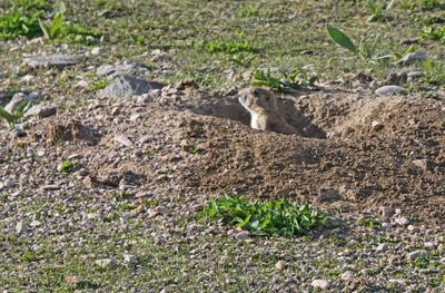 Black-tailed prairie dogs are native to South Dakota