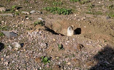 Curious prairie dog in Custer State Park