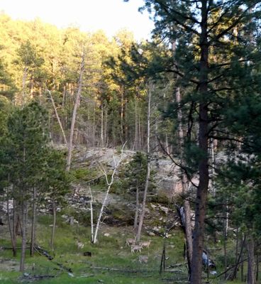 Not sure if these are Mule Deer or Whitetail Deer in Custer State Park
