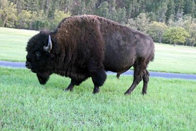 Big Bull Bison just outside Custer State Game Lodge
