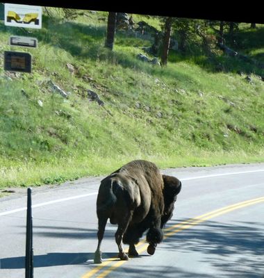 Last Bison delay leaving Custer State Park