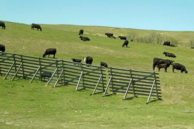 Cattle and Snow Fence in Wyoming