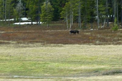 The only moose we saw on this trip