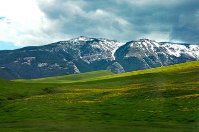 Mountain Wildflowers along the Chief Joseph Scenic Byway in Wyoming