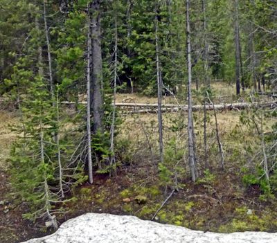 Spotted a fox in the woods in Yellowstone