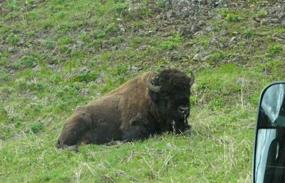 First Bison spotted at Yellowstone National Park