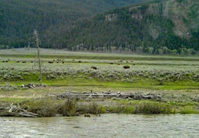 Bison herd in Lamar Valley in Yellowstone National Park