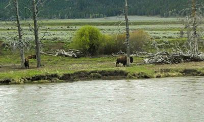 Bison scratching an itch beside the Yellowstone River