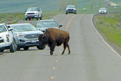 Bison are not worried about traffic in Yellowstone