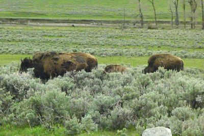 Bison shedding the winter coat