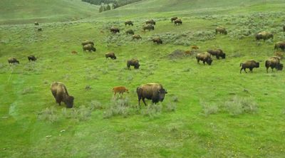 Another Bison herd with calves in Lamar Valley in Yellowstone