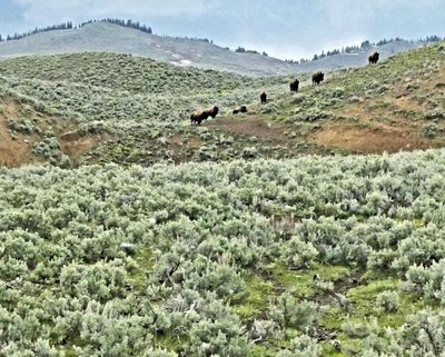 Bison climbing a hill in the Lamar Valley of Yellowstone