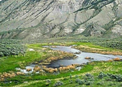 Elk grazing along the Yellowstone River