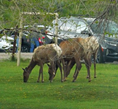 Elk on the lawn of Mammoth Hot Springs Hotel