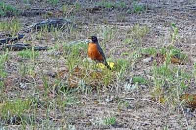 American Robin along the Mammoth Hot Springs Walkway