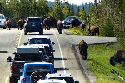 Half-hour Bison Traffic Jam in Yellowstone