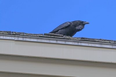 Raven in Canyon Village in Yellowstone National Park