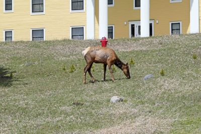 Elk on the lawn of the Lake Yellowstone Hotel