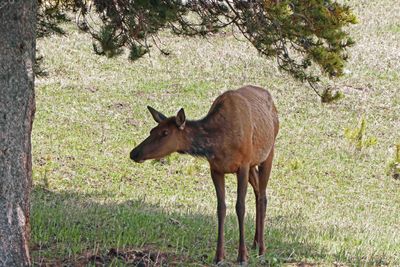 Saying goodbye to the elk at the Yellowstone Lake Hotel