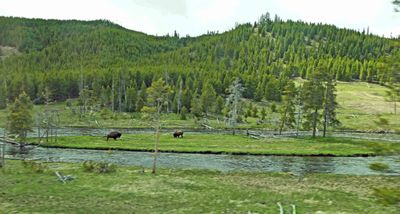 Bison on an island in Yellowstone River