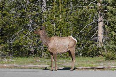 Elk in the parking lot of West Thumb Geyser in Yellowstone