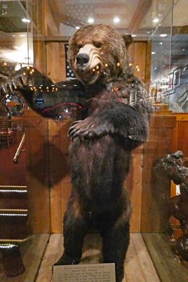 Rocky Mountain Grizzly Bear in Million Dollar Cowboy Bar, Jackson, WY