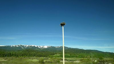 Osprey nest outside Jackson, WY