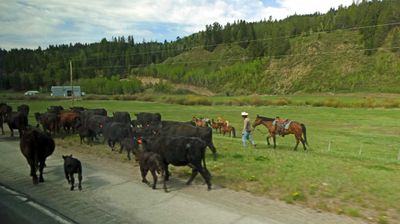 Waiting for cattle to clear the road before continuing in Wyoming