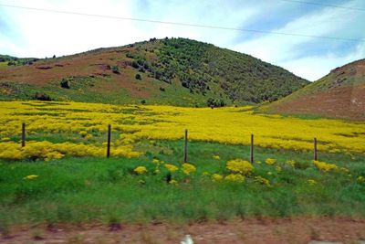 Wildflowers in Utah along U.S. 89