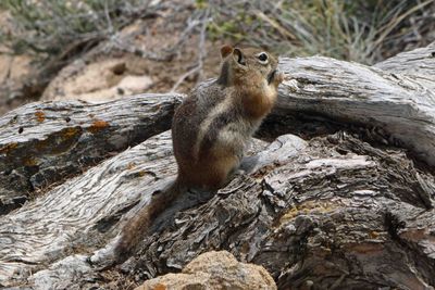 Golden-mantled Ground Squirrel at Bryce Point in Bryce Canyon National Park