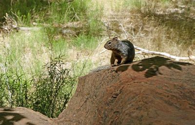 Rock Squirrel on a rock along the Riverside Walk in Zion Canyon