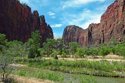 Vegetation in Zion Canyon