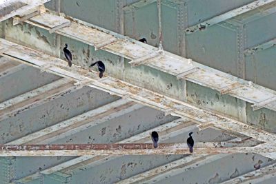 Pelagic Cormorants under Vancouver Bridge